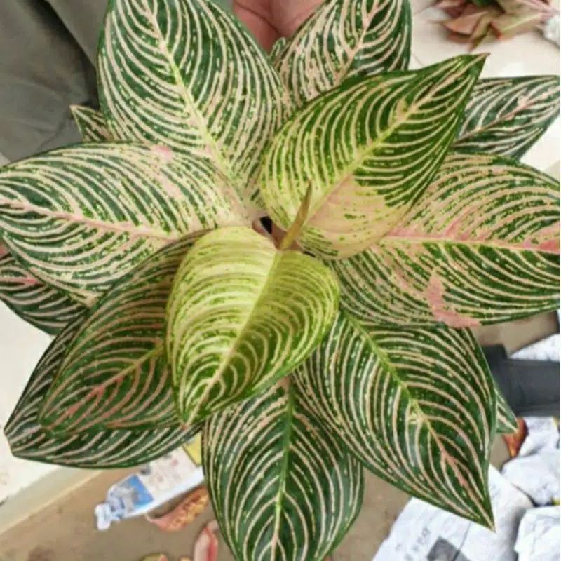 bongolan aglonema bigpapa promosi