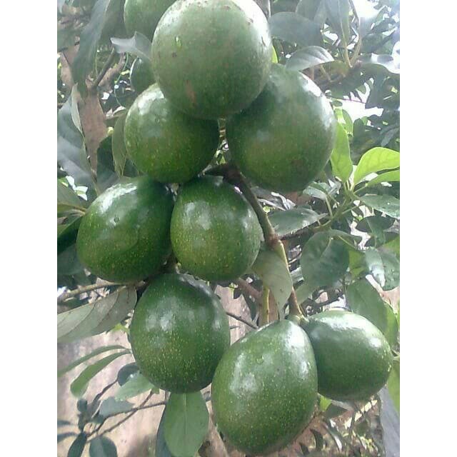 bibit tanaman buah alpukat miki apokat  miki super