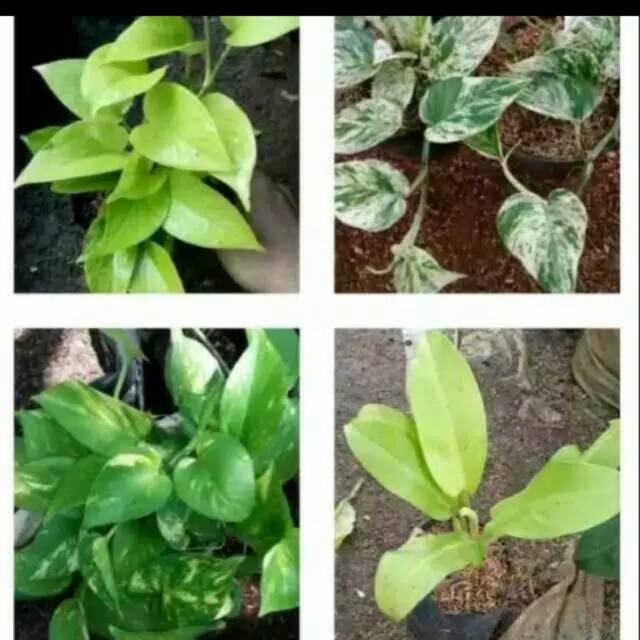 Paket tanaman hias gantung srigading lemon-srigading varigata-srigading ijo-srigading centong