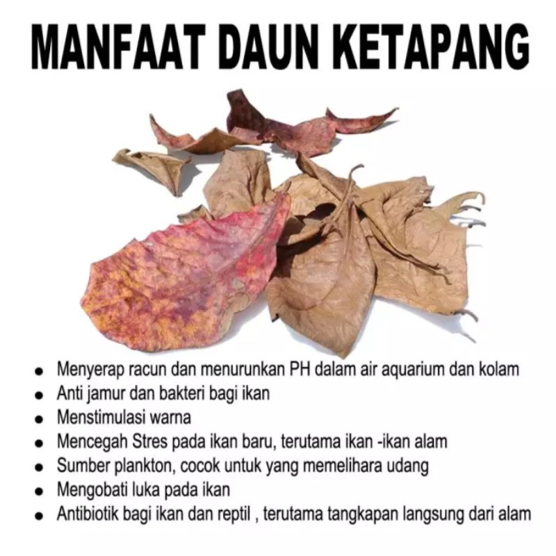 

Daun ketapang laut Bagus buat ikan cupang,chana,guppy dan ikan hias lainnya agar warna lebih cerah dan indah 1 bungkus