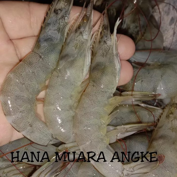 

Vaname fresh 1kg