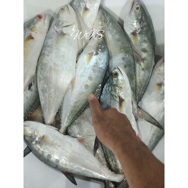 

Ikan talang segar harian(bukan bekuan)1kg
