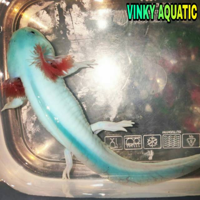 Axolotl Blue 15 16 Cm Shopee Indonesia