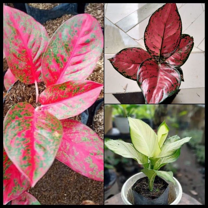 PAKET AGLONEMA (3 JENIS AGLONEMA)