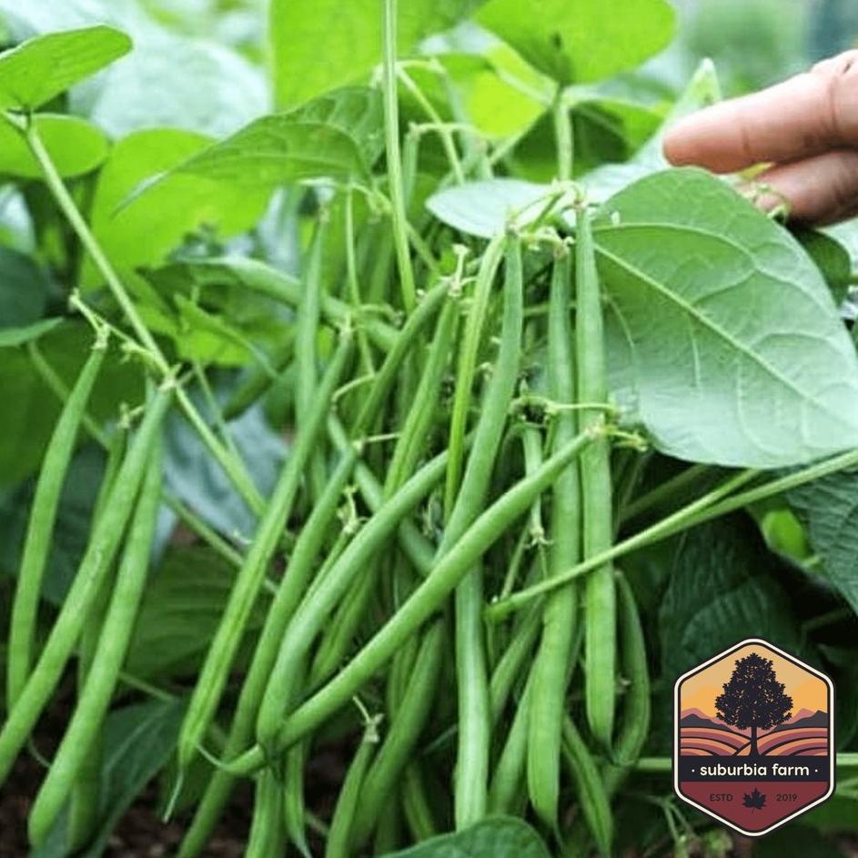 Barang keren,, 20 Biji Benih Buncis Kenya Bibit Buncis Baby Tidak Merambat