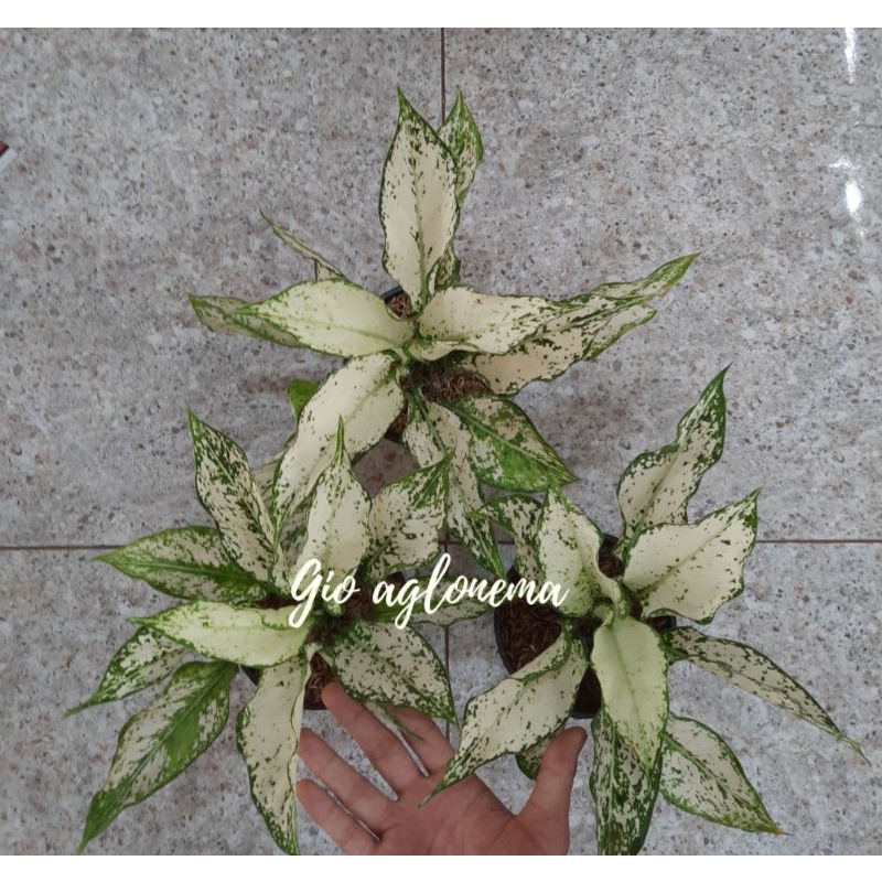 aglonema siam paragon