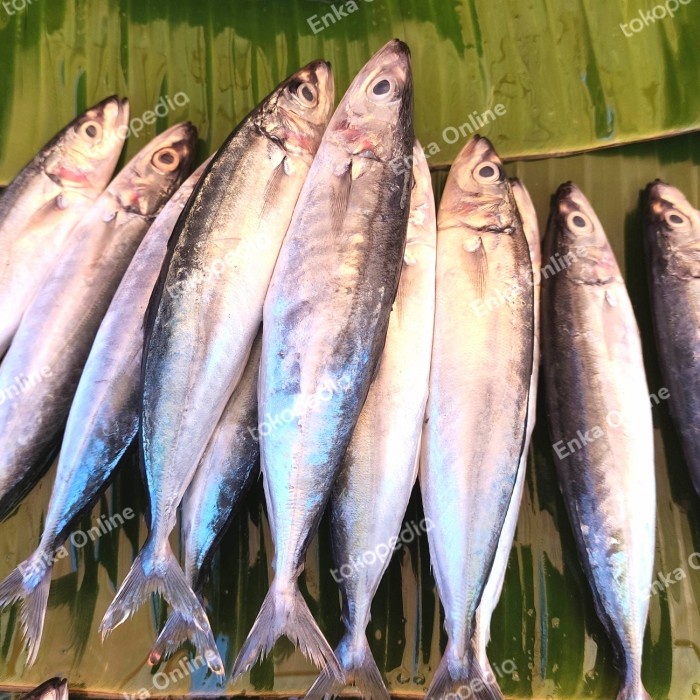 

ikan layang kecil segar isi 7/8 pasar online makassar