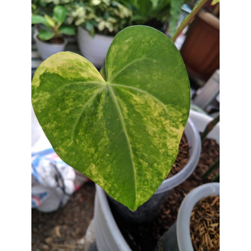 Clarinervium variegata