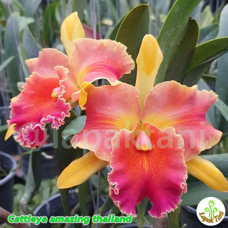 anggrek cattleya amazing thailand anggrek cattleya bunga orange