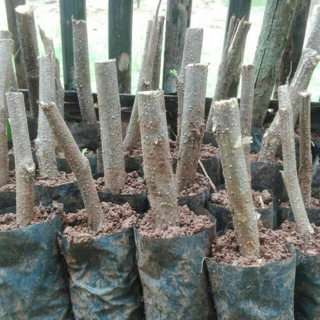 bibit kelor stek batang kelor