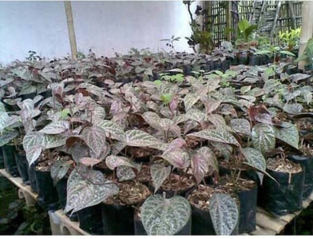 Bibit Tanaman Sirih Merah Original Murah