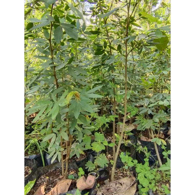 SULIMARAJA SURINAMENSIS KALIANDRA IMPOR