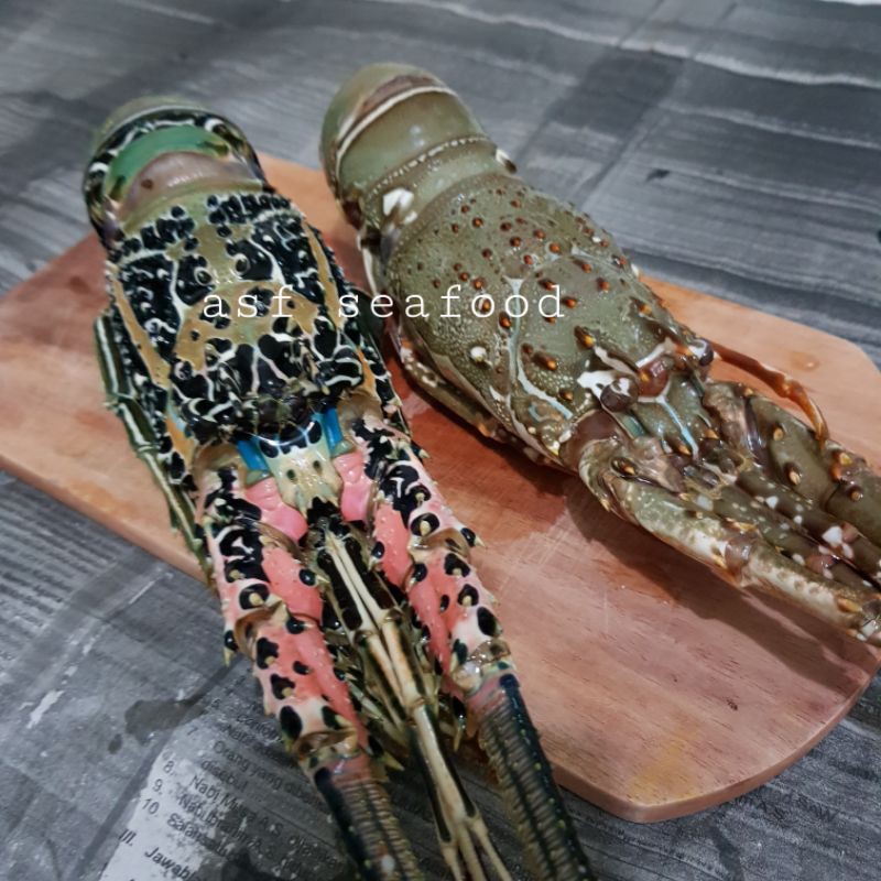 

Lobster laut 1kg isi 4 - 5 ekor (200-300gr)