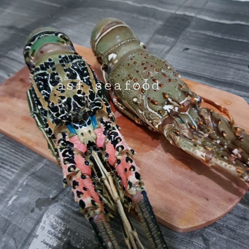 Lobster laut 1kg isi 4 - 5 ekor (200-300gr)