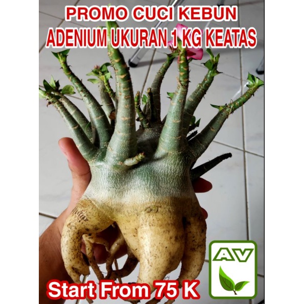 Adenium Karakter Arabicum Thaisoco Besar 1KG+ || Kamboja Jepang GODJI BigF Emerald Tank Golden Crown