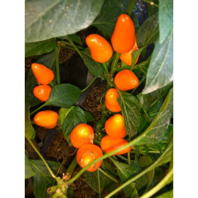 Benih Bibit Biji - Cabai Maya Orange Ornamental Pepper Seeds