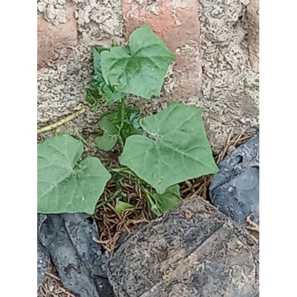 Tanaman/daun  coccinia timun padang timun tikus