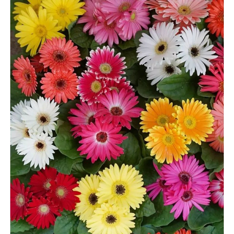 TANAMAN BUNGA HIDUP BUNGA GERBERA WARNA BUNGA RANDOM |COD| PROMO