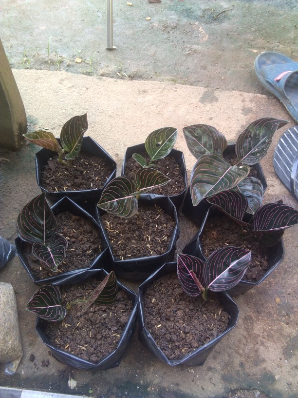 Aglonema Rotundum Aceh 2daun Reamja