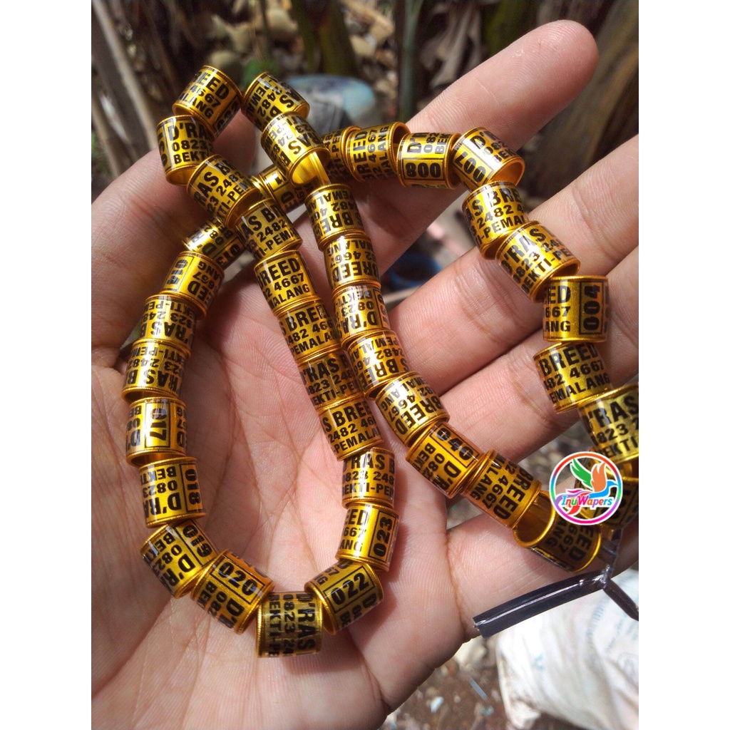 RING MERPATI CUSTOM NAMA  RING MERPATI REQUEST NAMA SENDIRI  MODEL RODA GOLD BENING