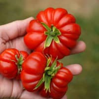 Benih Bibit Biji - Tomato Costoluto Fiorentino (Beefsteak Tomato) Seeds - IMPORT