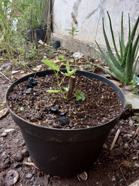 Bibit Anggur Import Ninel