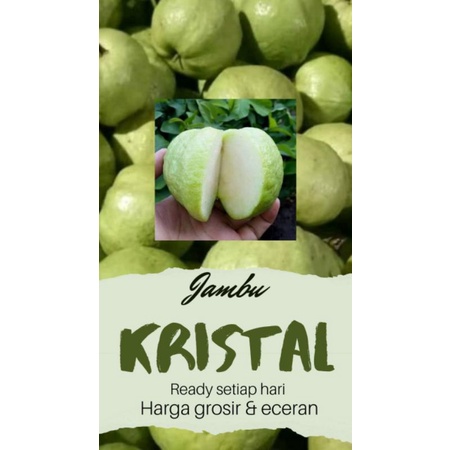 

Jambu kristal fresh langsung dari kebun