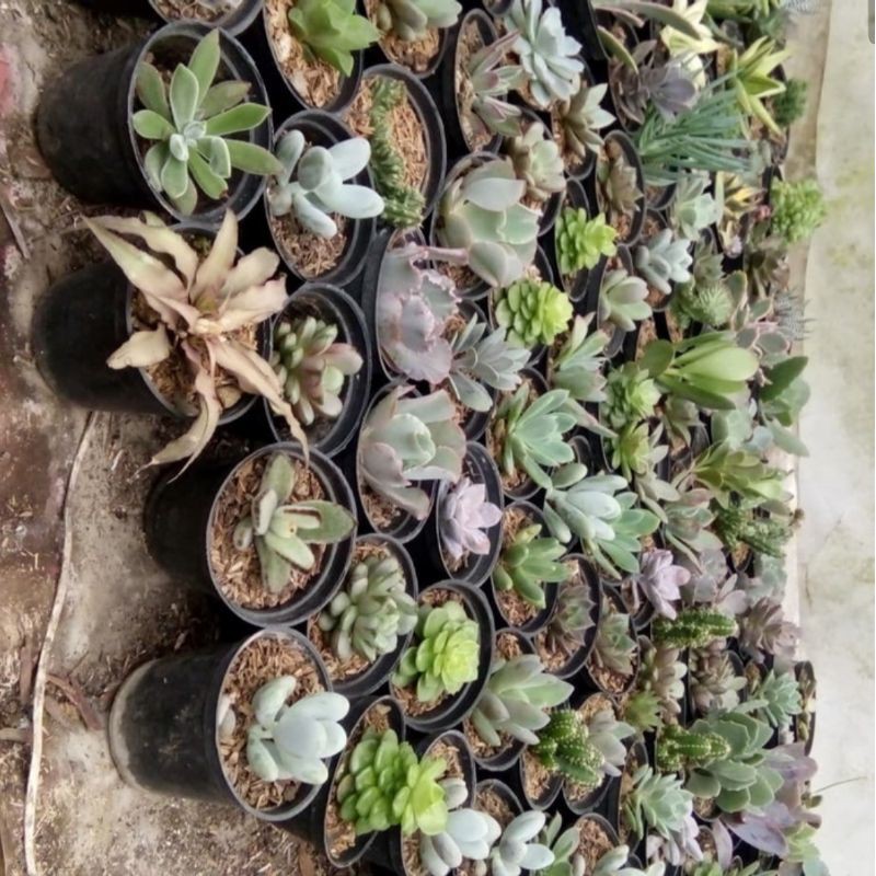 tanaman hias kaktus dan sukulen paket isi 30 kaktus dan 20 sukulen (tanaman saja)