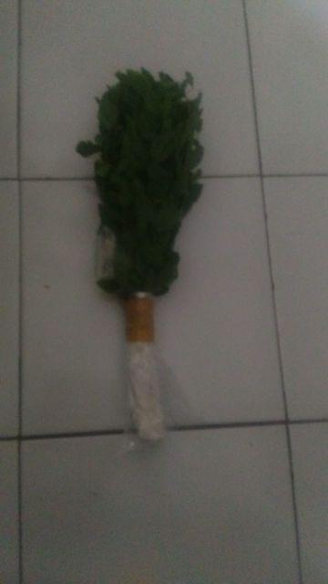 Grosir Bibit Bidara Harga Murah Minimal 50 Pcs