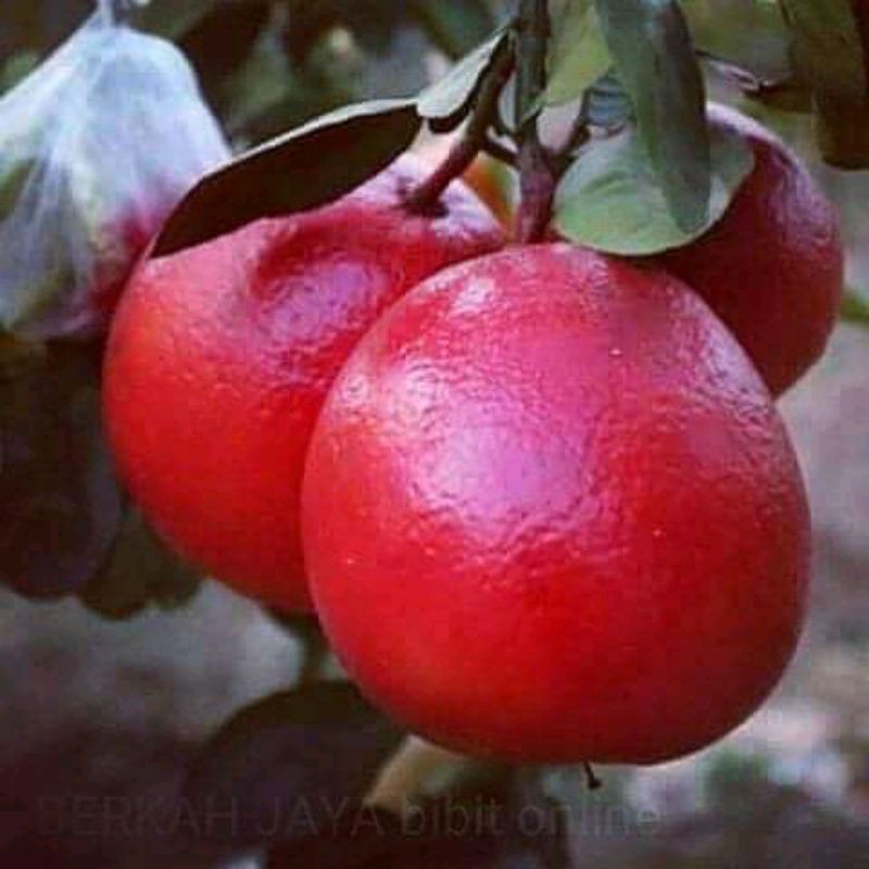 BIBIT BUAH JERUK RED PAMELO/BIBIT BUAH JERUK MERAH