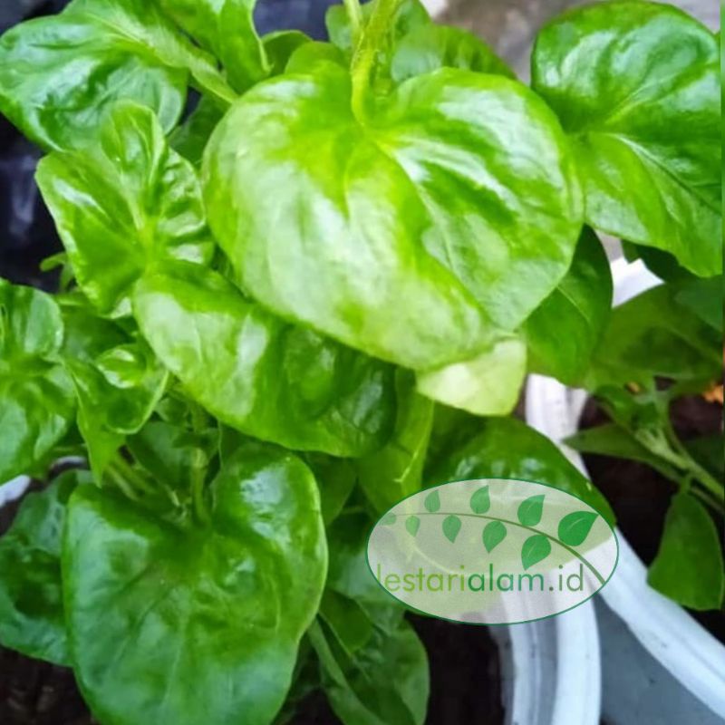 bibit tanaman bayam Brazil bibit bayam Brazil