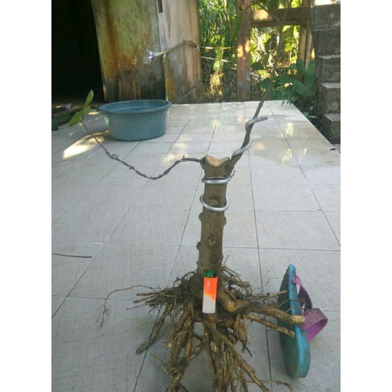 bahan bonsai anting putri jasmine water ukuran batang besar