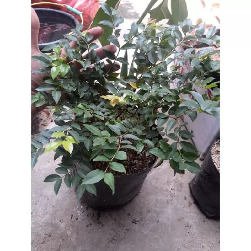 Tanaman Hias Anggur Brazil / kupa landak