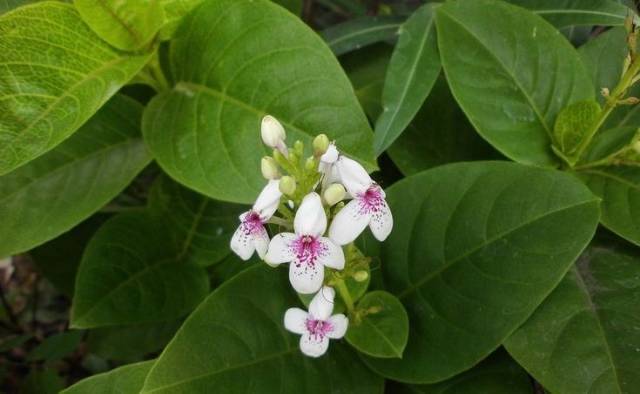 Tanaman Hias Melati - Melati Jepang - Jasmine - Tanaman Hias Bunga Melati