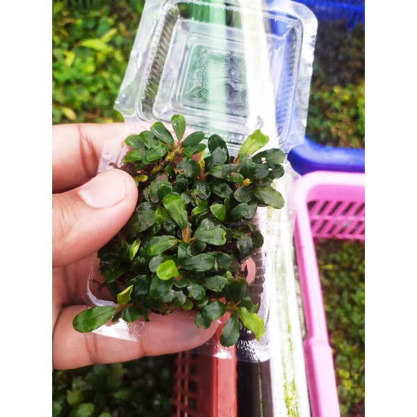 bucephalandra micro/mini melawi porsi mika kecil