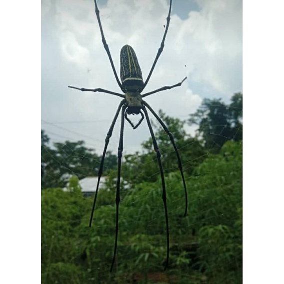 Laba-laba garanggati/ Klamat