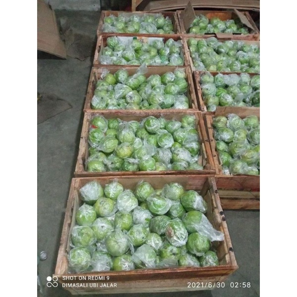 

jambu kristal mini