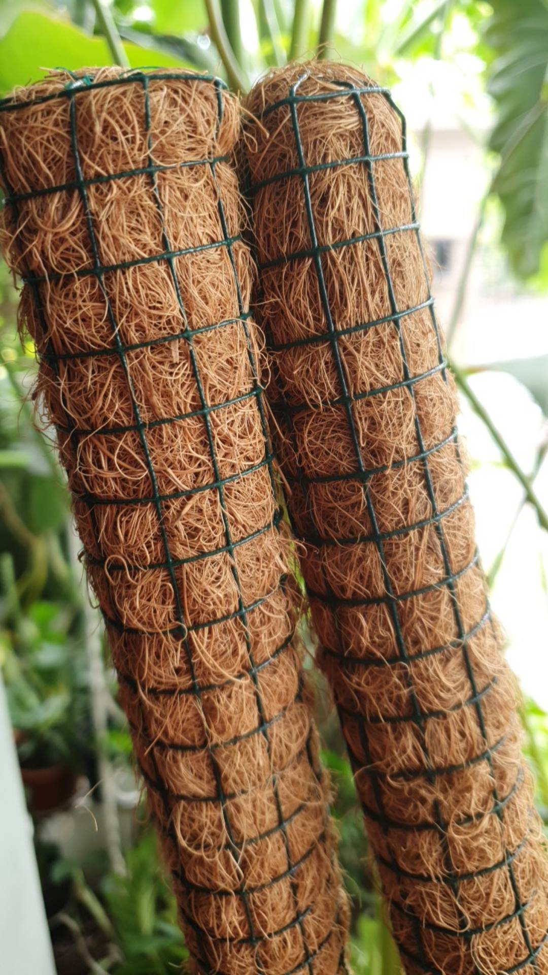 Rambatan |turus Peyangga Tanaman Rambat Panjang 60cm