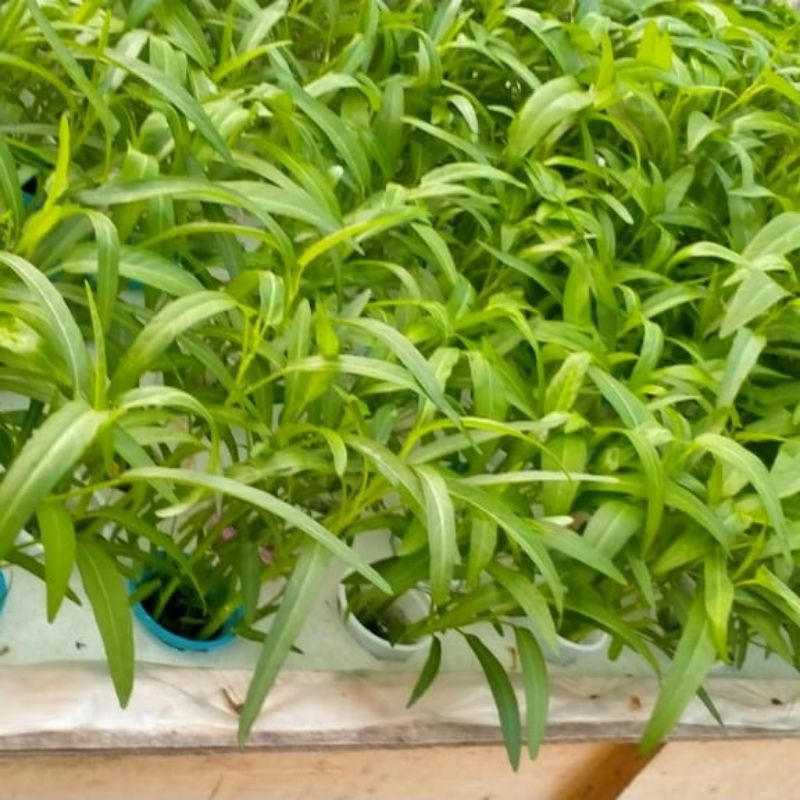 

KANGKUNG HIDROPONIK ASLI LANGSUNG KEBUN 250GRAM