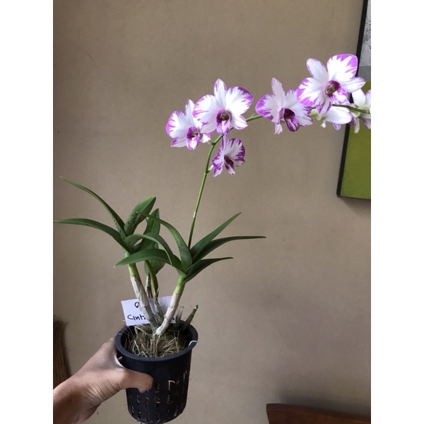 Dendrobium Mickey mouse/ enobi splash dan Dendrobium lueng udomsap