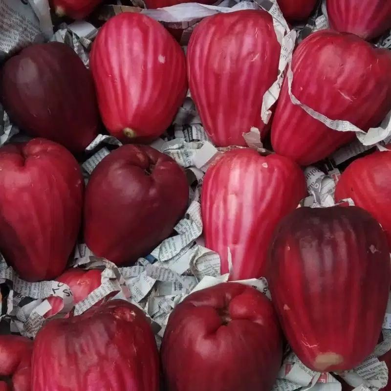 

JAMBU BOL JAMAICA/kg