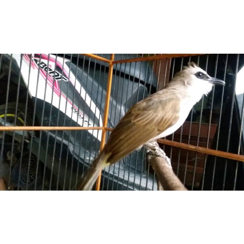 BIRD TRUCUK KEBO JAWA TIMUR CALON GARUDA