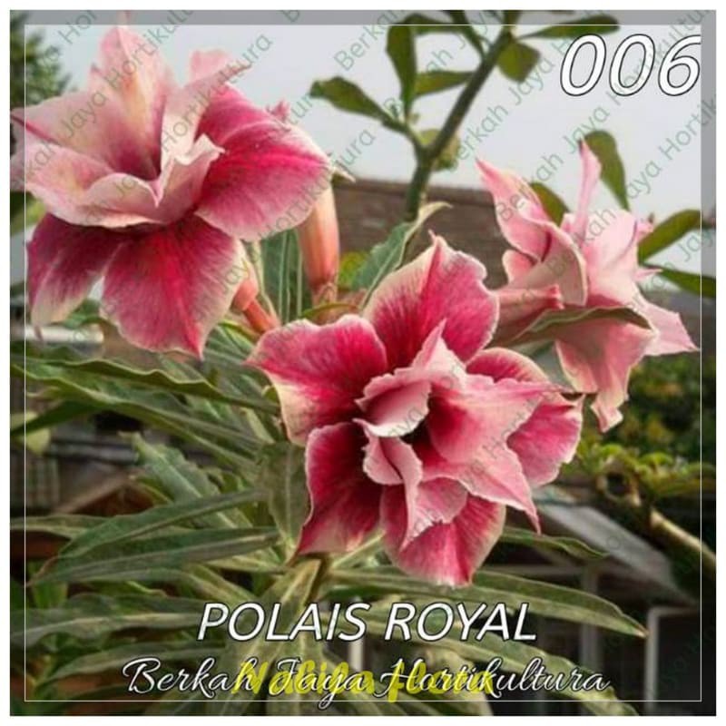 Promo kamboja adenium kembang tumpuk (adenium polais royal) murah