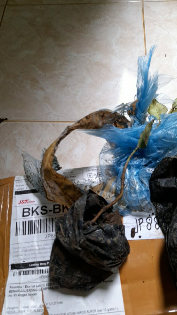 Bibit Tanaman Buah Tin Green Jordan Bibit Super Bibit Unggul