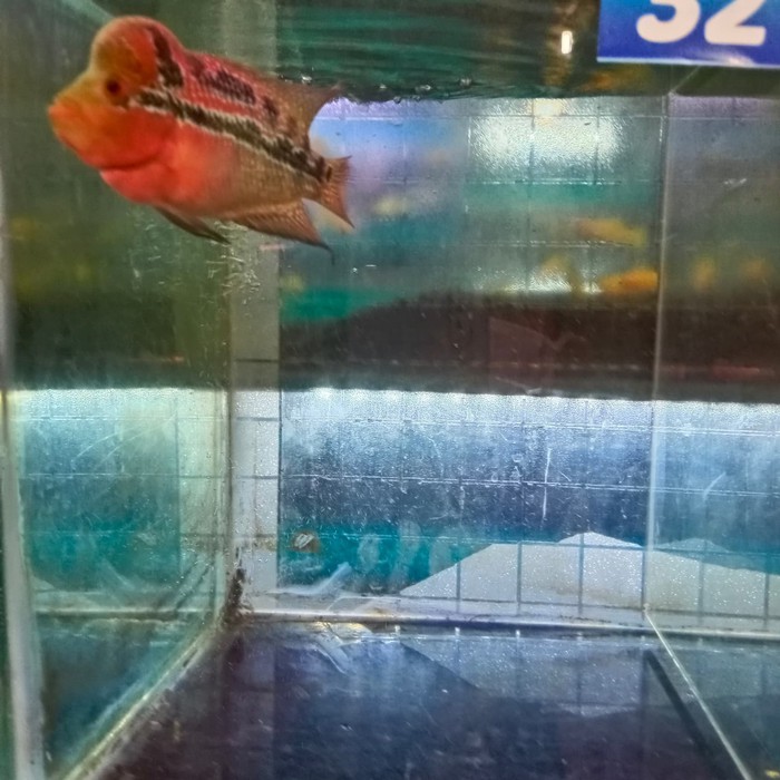 ikan lohan srd 32 ukuran 08-10cm (3jari)