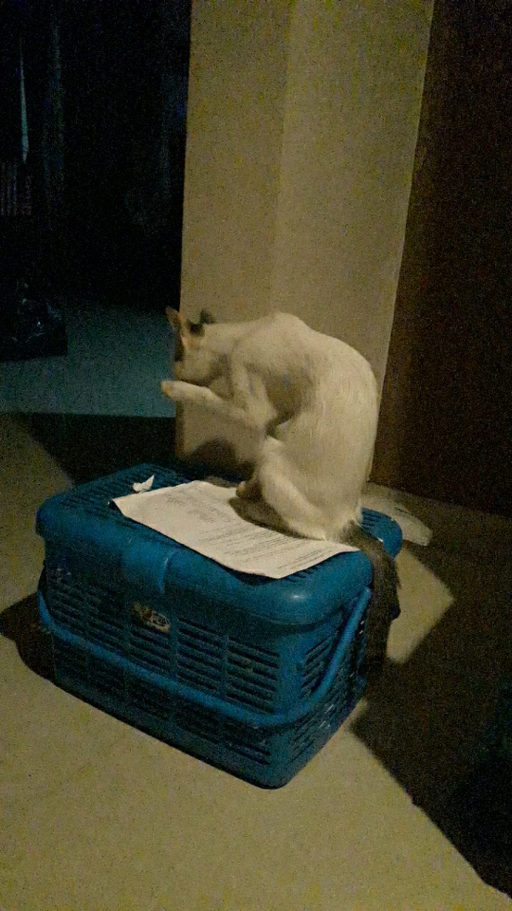 Tatakan Alas Untuk Pot Diameter Bp 40-60 Cm Hitam