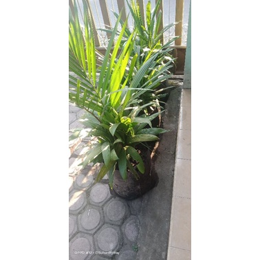 Pinang Merah