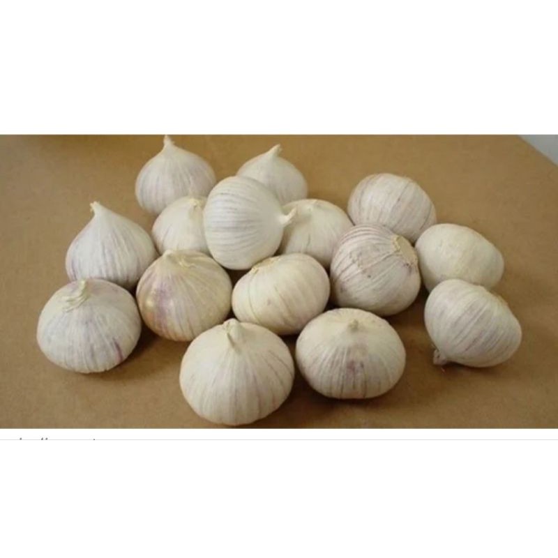 

bawang putih tunggal 500 gram