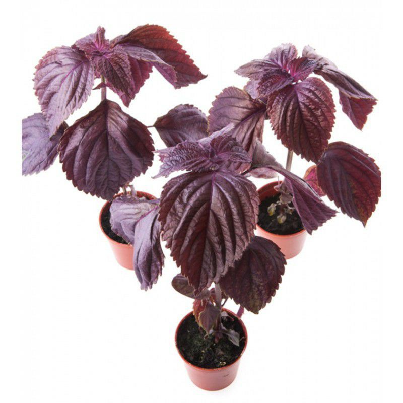 benih biji DAUN SHISO RED PERILLA Shiso Purple bibit tanaman isi 3 biji