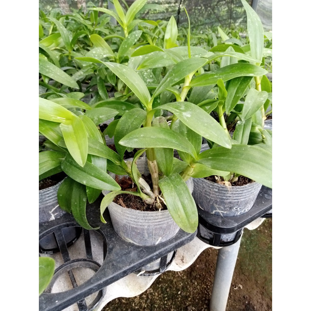 Bibit Anggrek Bulan Dendrobium Pra Remaja